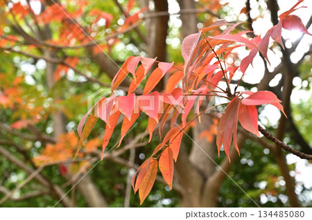 越谷散步 - 淨土宗安國寺、越谷市大泊 134485080