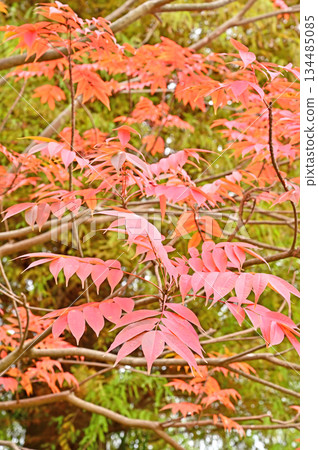 越谷散步 - 淨土宗安國寺、越谷市大泊 134485085