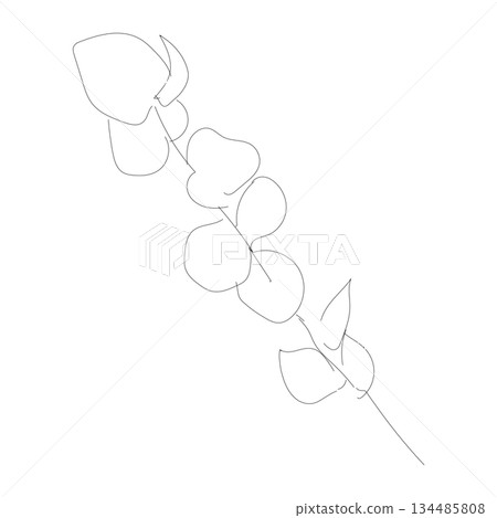 A simple line drawing of eucalyptus leaves | A plant motif that is easy to use for interior decoration and documents 134485808