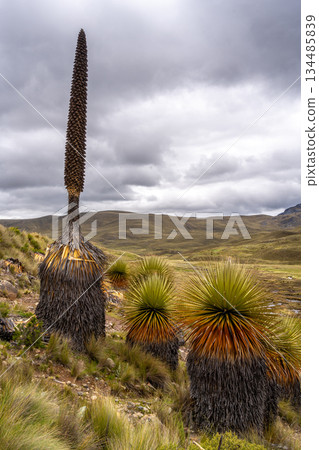 Puya Raimondi plants on the Pastoruri Glacier trek, Huaraz, Peru Puya Raimondi plants on the Pastoruri Glacier trek, Huaraz, Peru 134485839