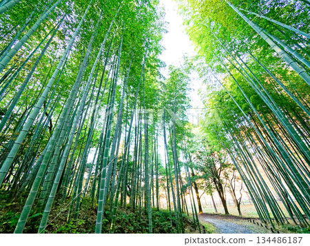 moso bamboo grove in winter moso bamboo grove in winter 134486187