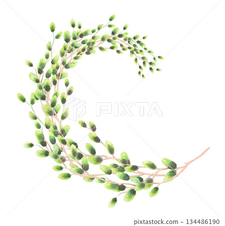 Branche of easter willows. Watercolor illustration. For fabric, wallpaper, packing paper, greeting cards, design, decoration and illustration. 134486190
