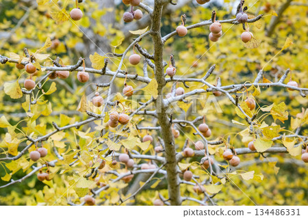 female ginkgo tree female ginkgo tree 134486331