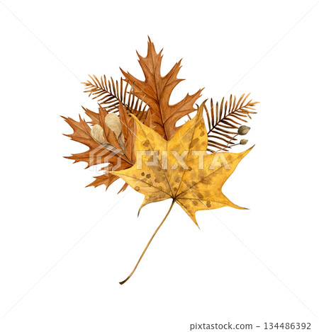 Watercolor illustration of an autumn bouquet with oak and maple leaves, dried metasequoia branches and seeds on white. Hand-painted botanical style, good for cards, prints, packaging and fall decor 134486392