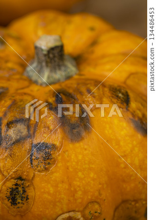 small yellow pumpkins completely covered with harmful dangerous mold, spoiled pumpkins that have begun to rot and covered with mold 134486453