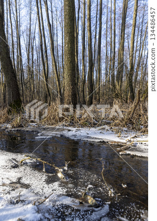 the territory is a swamp with trees in the cold winter season, covered with white snow in the cold season a swamp after frosts, a swamp in the forest in the evening 134486457
