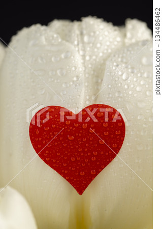 wet red heart-shaped sticker on wet white beautiful tulips in the spring season, beautiful white flowers tulips with red sticker symbolizing love, covered with water drops 134486462