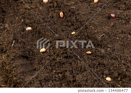 bean seeds in the soil in the spring of the year, several bean seeds lie in the ground for planting and obtaining a new crop bean seeds in the soil in the spring of the year, several bean seeds lie in the ground for planting and obtaining a new crop 134486477