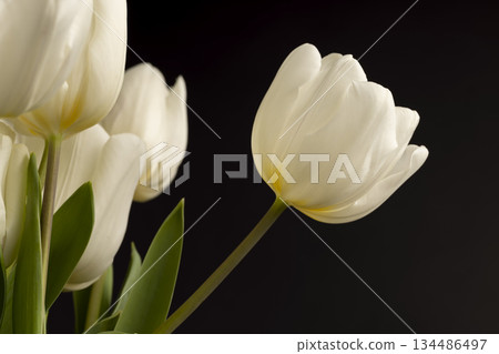 tulips in spring on a black background, beautiful white flowers tulips collected in a gift bouquet for a holiday on a black background 134486497