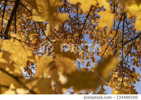 Maple foliage in the autumn season against the background of the blue sky in sunny weather, multicolored maple foliage during the fall of leaves in Indian summer, closeup 134486500