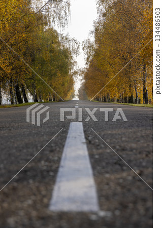 an asphalt road lined with birch trees with bright yellow foliage, a road and autumn trees in sunny weather with a sky an asphalt road lined with birch trees with bright yellow foliage, a road and autumn trees in sunny weather with a sky 134486503