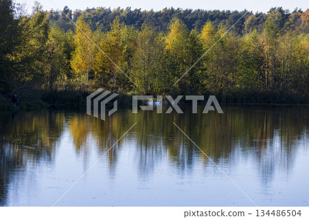 calm weather in the autumn season on the river, yellowed trees grow on the riverbank in sunny weather, trees are reflected in the water, at sunset calm weather in the autumn season on the river, yellowed trees grow on the riverbank in sunny weather, trees are reflected in the water, at sunset 134486504