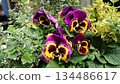 Purple pansy flowers with yellow petals in garden arrangement 134486617
