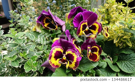 Purple pansy flowers with yellow petals in garden arrangement Purple pansy flowers with yellow petals in garden arrangement 134486617