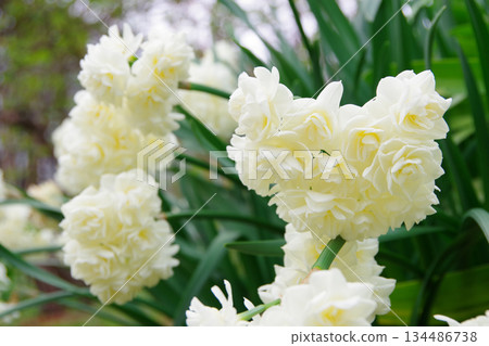 Daffodil Ericher 134486738