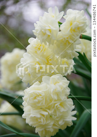 水仙花埃里希 水仙花埃里希 134486741