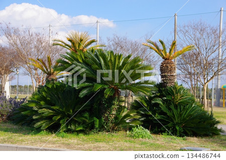 Cycads 134486744