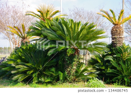 Cycads 134486745