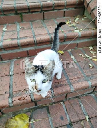 Charming and chubby Indonesian cat playfully exploring the outdoors, with fluffy fur and a curious expression. Full of energy and joy, perfect for cat lovers who enjoy watching playful, happy moments! 134486794