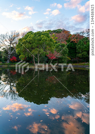 【神奈川縣】鶴岡八幡宮平家池中美麗的日落倒映著美麗的夕陽 134486925