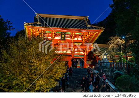 [Kanagawa Prefecture] Tsurugaoka Hachimangu Shrine at night with its beautiful large ginkgo tree 134486950