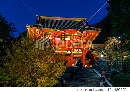 【神奈川縣】夜晚的鶴岡八幡宮,美麗的大銀杏樹映入眼簾 【神奈川縣】夜晚的鶴岡八幡宮,美麗的大銀杏樹映入眼簾 134486951