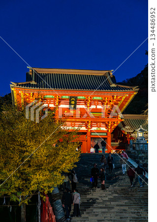 【神奈川縣】夜晚的鶴岡八幡宮，美麗的大銀杏樹映入眼簾 134486952