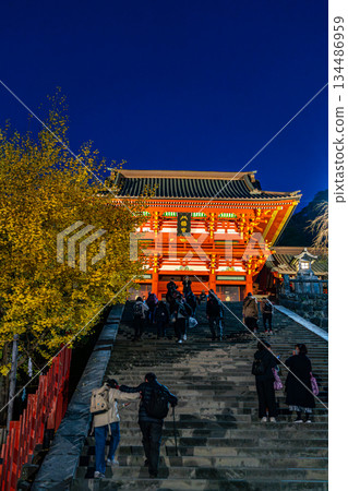 [Kanagawa Prefecture] Tsurugaoka Hachimangu Shrine at night with its beautiful large ginkgo tree 134486959