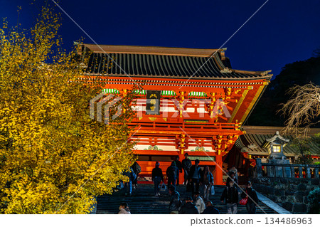 [Kanagawa Prefecture] Tsurugaoka Hachimangu Shrine at night with its beautiful large ginkgo tree 134486963