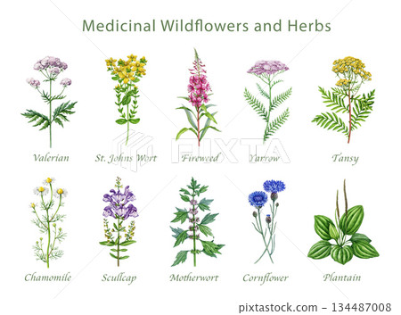 Medicinal wildflowers and herbs hand drawn watercolor illustration set. Blooming yarrow, tansy, plantain, cornflower, chamomile, valerian wild plant elements isolated on white background Medicinal wildflowers and herbs hand drawn watercolor illustration set. Blooming yarrow, tansy, plantain, cornflower, chamomile, valerian wild plant elements isolated on white background 134487008