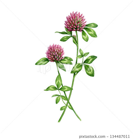 Red clover blooming plant watercolor illustration. Hand drawn trifolium pratense medicinal herb vintage style botanical image. Red clover meadow wildflower isolated on white background 134487011