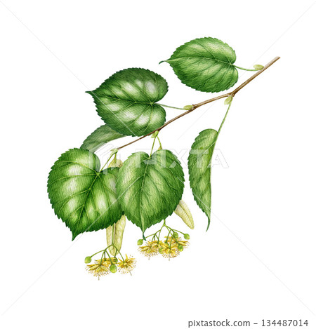 Lime tree branch with blooming flowers and green leaves watercolor vintage style illustration. Hand drawn spring time linden tree twig close up botanical element isolated on white background Lime tree branch with blooming flowers and green leaves watercolor vintage style illustration. Hand drawn spring time linden tree twig close up botanical element isolated on white background 134487014