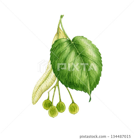 Linden tree fruits with green leaf watercolor vintage style illustration. Hand drawn lime tree nutlets close up botanical element on white background. Linden seeds natural element. Linden tree fruits with green leaf watercolor vintage style illustration. Hand drawn lime tree nutlets close up botanical element on white background. Linden seeds natural element. 134487015