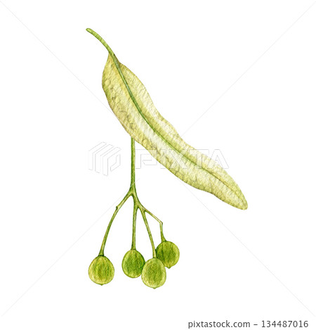 Linden fruits fruits isolated on white background. Hand drawn lime tree nutlets watercolor vintage style botanical illustration. Autumn season linden seeds element Linden fruits fruits isolated on white background. Hand drawn lime tree nutlets watercolor vintage style botanical illustration. Autumn season linden seeds element 134487016