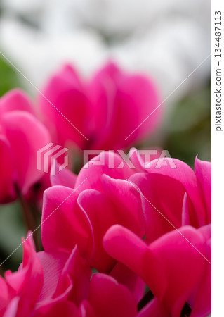 Pink cyclamen surrounded by foreground blur - a gentle floral background in a vertical composition Pink cyclamen surrounded by foreground blur - a gentle floral background in a vertical composition 134487113