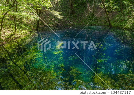 白上山地世界遺產初夏時節,十二湖和青池一片翠綠。 白上山地世界遺產初夏時節,十二湖和青池一片翠綠。 134487117