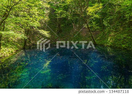 白上山地世界遺產初夏時節，十二湖和青池一片翠綠。 134487118