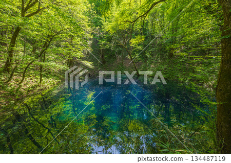 白上山地世界遺產初夏時節，十二湖和青池一片翠綠。 134487119