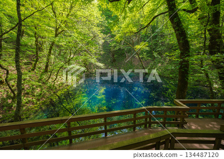 Early summer in the Shirakami-Sanchi World Heritage Site, with the fresh greenery of the Twelve Lakes and Aoike Pond Early summer in the Shirakami-Sanchi World Heritage Site, with the fresh greenery of the Twelve Lakes and Aoike Pond 134487120