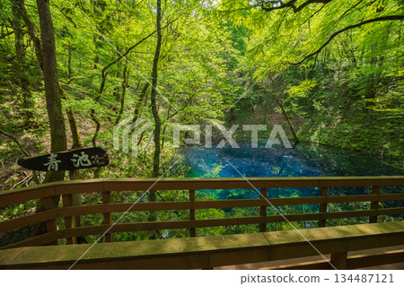 Early summer in the Shirakami-Sanchi World Heritage Site, with the fresh greenery of the Twelve Lakes and Aoike Pond 134487121