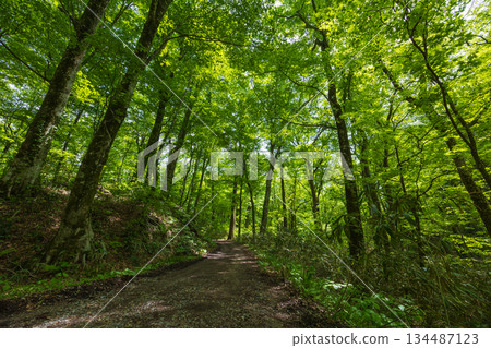 白神山地世界遺產初夏時節，十二子湖畔綠意盎然，天然山毛櫸林鬱鬱蔥蔥。 134487123