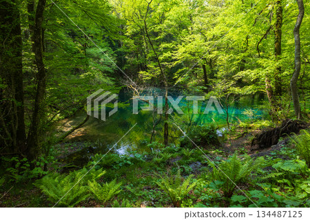 白神山世界遺產初夏時節，純子湖和富坪池一片翠綠。 134487125