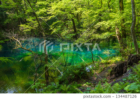 白神山世界遺產初夏時節，純子湖和富坪池一片翠綠。 134487126