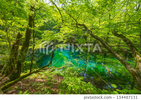 Early summer in the Shirakami-Sanchi World Heritage Site, Juniko Lake and Futsubo-no-ike Pond in fresh green 134487131
