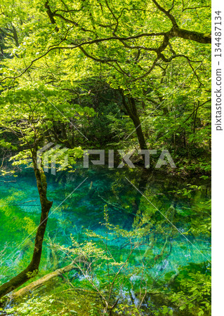 白神山世界遺產初夏時節，純子湖和富坪池一片翠綠。 134487134