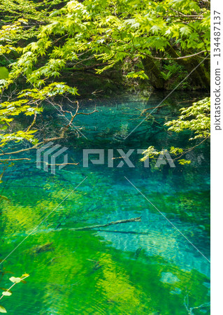 Early summer in the Shirakami-Sanchi World Heritage Site, Juniko Lake and Futsubo-no-ike Pond in fresh green 134487137