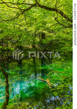 Early summer in the Shirakami-Sanchi World Heritage Site, Juniko Lake and Futsubo-no-ike Pond in fresh green Early summer in the Shirakami-Sanchi World Heritage Site, Juniko Lake and Futsubo-no-ike Pond in fresh green 134487138