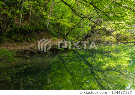 Early summer at the Shirakami-Sanchi World Heritage Site, and the fresh greenery of the Twelve Lakes, Lake Oike (Lake Saiko) Early summer at the Shirakami-Sanchi World Heritage Site, and the fresh greenery of the Twelve Lakes, Lake Oike (Lake Saiko) 134487157