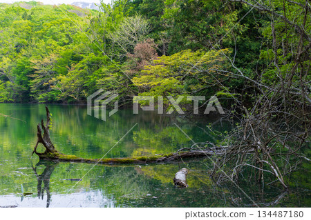 Early summer in the Shirakami-Sanchi World Heritage Site, Higurashi Pond and the Twelve Lakes of Fresh Green Early summer in the Shirakami-Sanchi World Heritage Site, Higurashi Pond and the Twelve Lakes of Fresh Green 134487180