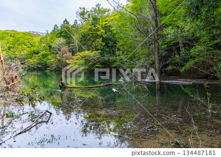 白神山地世界遺產初夏時節,日暮池與十二綠湖風景旖旎。 白神山地世界遺產初夏時節,日暮池與十二綠湖風景旖旎。 134487181